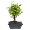 outdoor bonsai tree