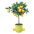 citrus tree