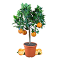orange tree