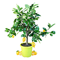 lemon tree