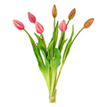 tulip bouquet
