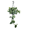 golden pothos