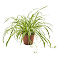 spider plant