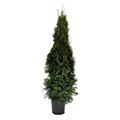 thuja