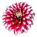dahlia
