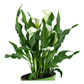 calla bulb