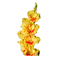 gladiolus bulb