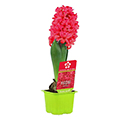 hyacinth bulb