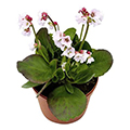 bergenia