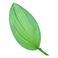 hosta