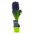 hyacinth