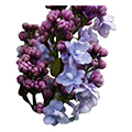 common lilac