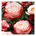 hybrid tea rose