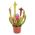 tropical pitcher plant