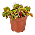 Venus flytrap