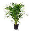fan palm
