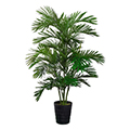 areca palm