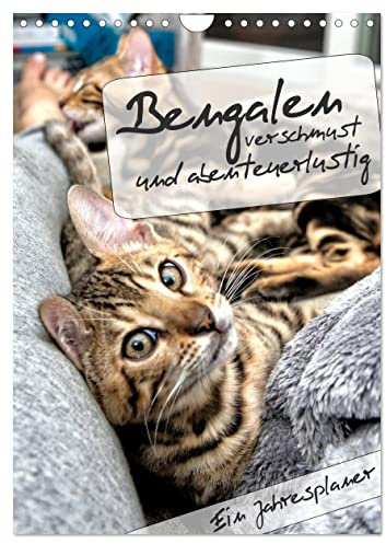 Bengalen - verschmust und abenteuerlustig, Calvendo Monatskalender: Ein Jahresplaner mit zwei abenteuerlustigen und verschmusten Bengalen (CALVENDO Tiere)