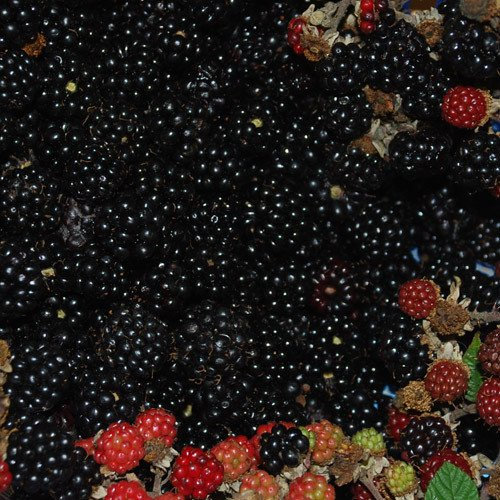 Plant World Seeds - BlackBerry Bramble Seeds (Berry Seeds)