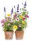 Komar | Window-Sticker SPRINGTIME | Größe 31 x 31 cm, 2 Bogen | Fensterdeko, Fenstersticker, Fensterfolie, Blumen, Blumentöpfe, Natur | 16000