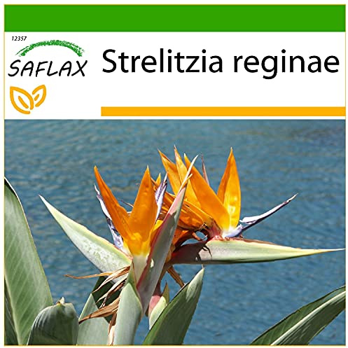 SAFLAX - Paradiesvogelblume (reginae) - 5 Samen - Mit keimfreiem Anzuchtsubstrat - Strelitzia reginae