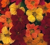 Just Seed - Flower - Nasturtium - Tom Thumb Mixed - 1000 Seeds - Large Packet