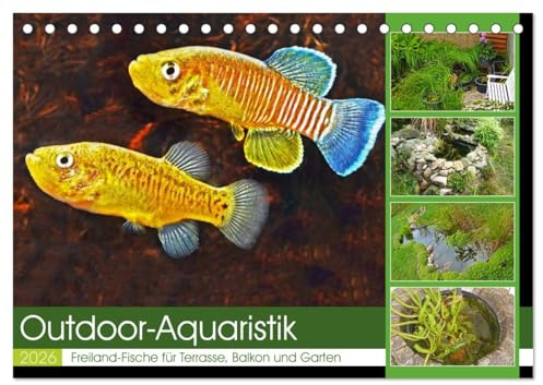 Outdoor-Aquaristik (Tischkalender 2026 DIN A5 quer), CALVENDO Monatskalender: Freiland-Fische für Terrasse, Balkon und Garten (CALVENDO Tiere)