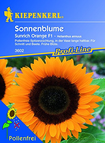 Kiepenkerl, Sonnenblume, Helianthus annuus Sunrich, orange