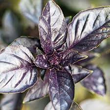Kitchen herb Heirloom Heritage Basil Basilic 100 Seeds Purple LEAVED Certified French Organic Grower