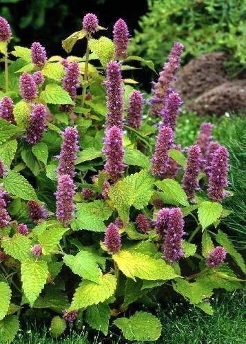 Tropica - Erbe - menta coreana (Agastache rugosa 'Blue Punta') - 200 Seme