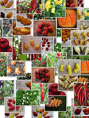 Chili Sortiment XXL 200 + ☆ 20 Sorten a 10 Samen ☆ -Von Klein nach Riesig über Mild zu Ultrascharf- by Samenchilishop
