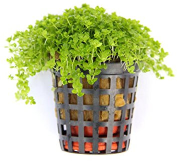 Hemianthus Callitrichoides Cuba Pot Foreground Lawn live Aquarium PlantS