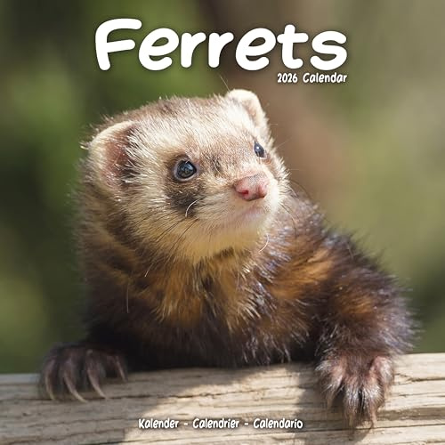 Ferrets 2026 Calendar | Square Wall Calendar | Animal Gift | Plastic Free Packaging | by Avonside Publishing