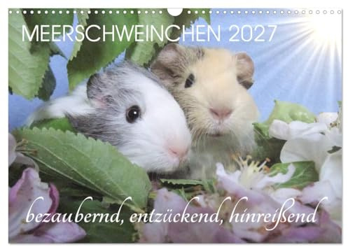 CALVENDO - Meerschweinchen 2027 - bezaubernd, hinreißend, entzückend (Wandkalender 2027 DIN A3 quer), Monatskalender: Meerschweinchen bezaubernd, hinreißend, entzückend
