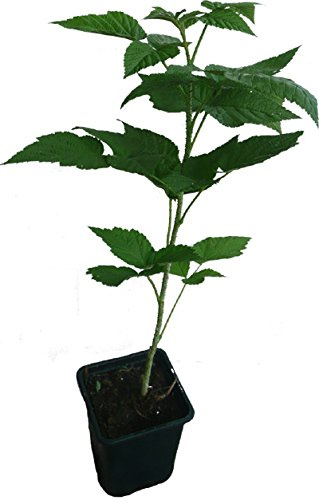 3 x Himbeere Sugana ® Pflanze Herbsthimbeere zweimaltragend Spitzenzüchtung