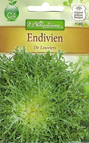 Chrestensen Endivien 'De Louviers'