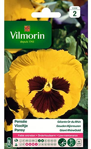 Pensée Géante Or Du Rhin