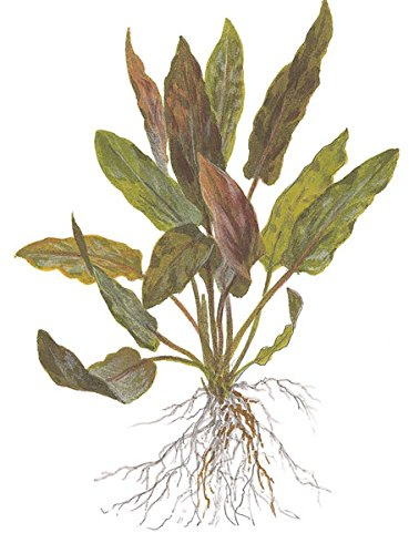 AquaPlants CRYPTOCORYNE COSTATA - 1 Bund