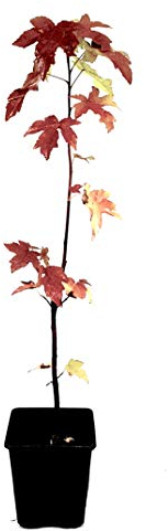 Seedeo® Amerikanischer Amberbaum (liquidambar styraciflua) Pflanze 2 Jahre alt