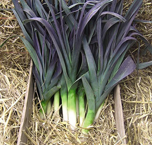 Thompson & Morgan - Vegetable - Leek Northern Lights F1 Hybrid - 45 Seed