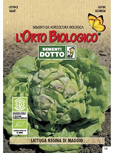 Idroponica Semi biologici di Lattuga Regina di Maggio