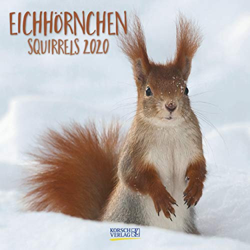 Eichhörnchen 2021: Broschürenkalender mit Ferienterminen. Format: 30 x 30 cm
