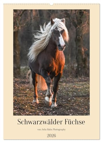 Schwarzwälder Füchse von Julia Hahn Photography (Wandkalender 2026 DIN A2 hoch), CALVENDO Monatskalender: Die kleine Kaltblutrasse Schwarzwälder Fuchs ... dunklen, fuchsfarbenen Fell. (CALVENDO Tiere)