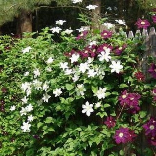 18 Kletterpflanzen – Für eine 2 Meter lange Hecke mit 100% Sichtschutz | Für eine Hecke aus immergrünen Kletterpflanzen: Clematis & Hedera/Efeu