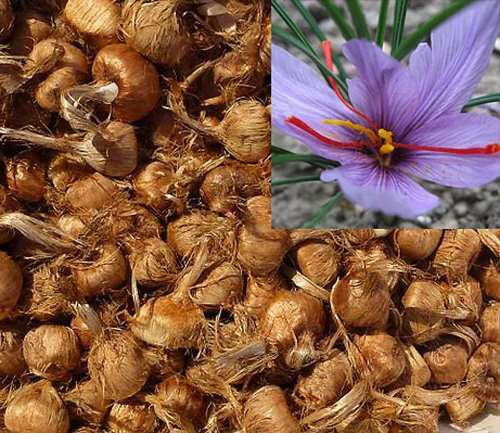 Crocus sativus Safrankrokus lilapurpur dunkel gestreift 3er-Pack (45 Stück)