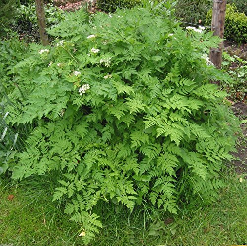 1000 Chervil Seeds, French Parsley(medicinal Culinary Herb) Plant Spring/fall
