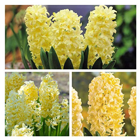 Humphreys Garden Hyacinth City of Haarlem x 10 Bulbs Size 15/16