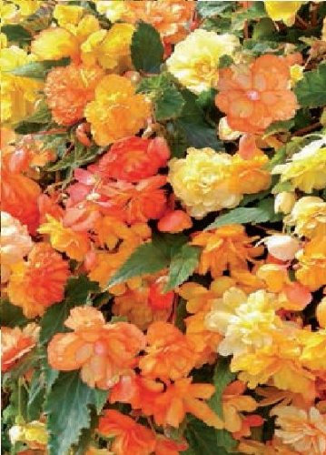 Just Seed - Flower - Begonia - Illumination Apricot F1-10 Pelleted Seed - Pendula Type