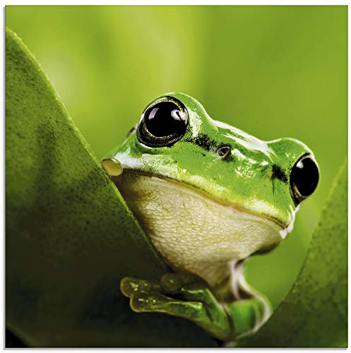 ARTland Wanddeko Glasbilder Wandbild Glas Bild einteilig Quadratisch Natur Tiere Frosch Gesicht Laubfrosch Porträt Grün T5VH