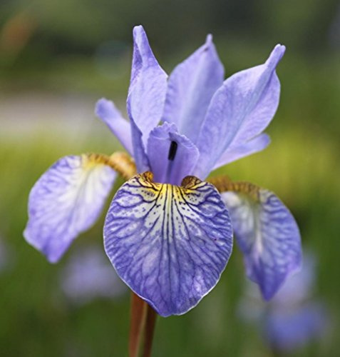 WASSERPFLANZEN WOLFF - Iris Sibirica-Hybr., blau - Sibirische Wieseniris - 4er-Set im Gratis-Pflanzkorb - QUALITÄTSSTAUDEN - durchwurzelt - winterhart